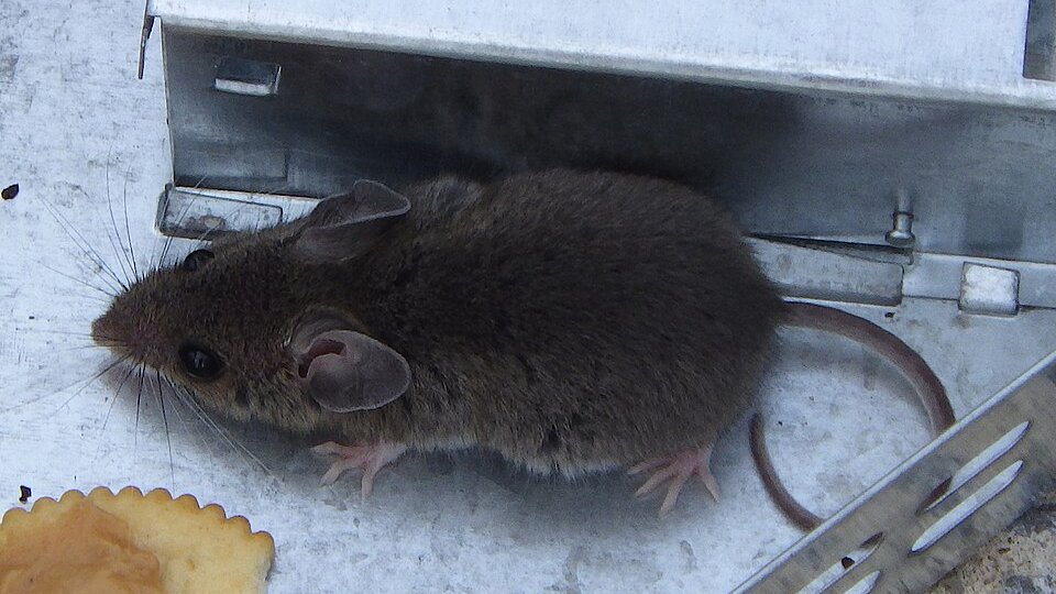 Souris à l&rsquo;automne au Québec : pourquoi elles entrent et comment les garder dehors